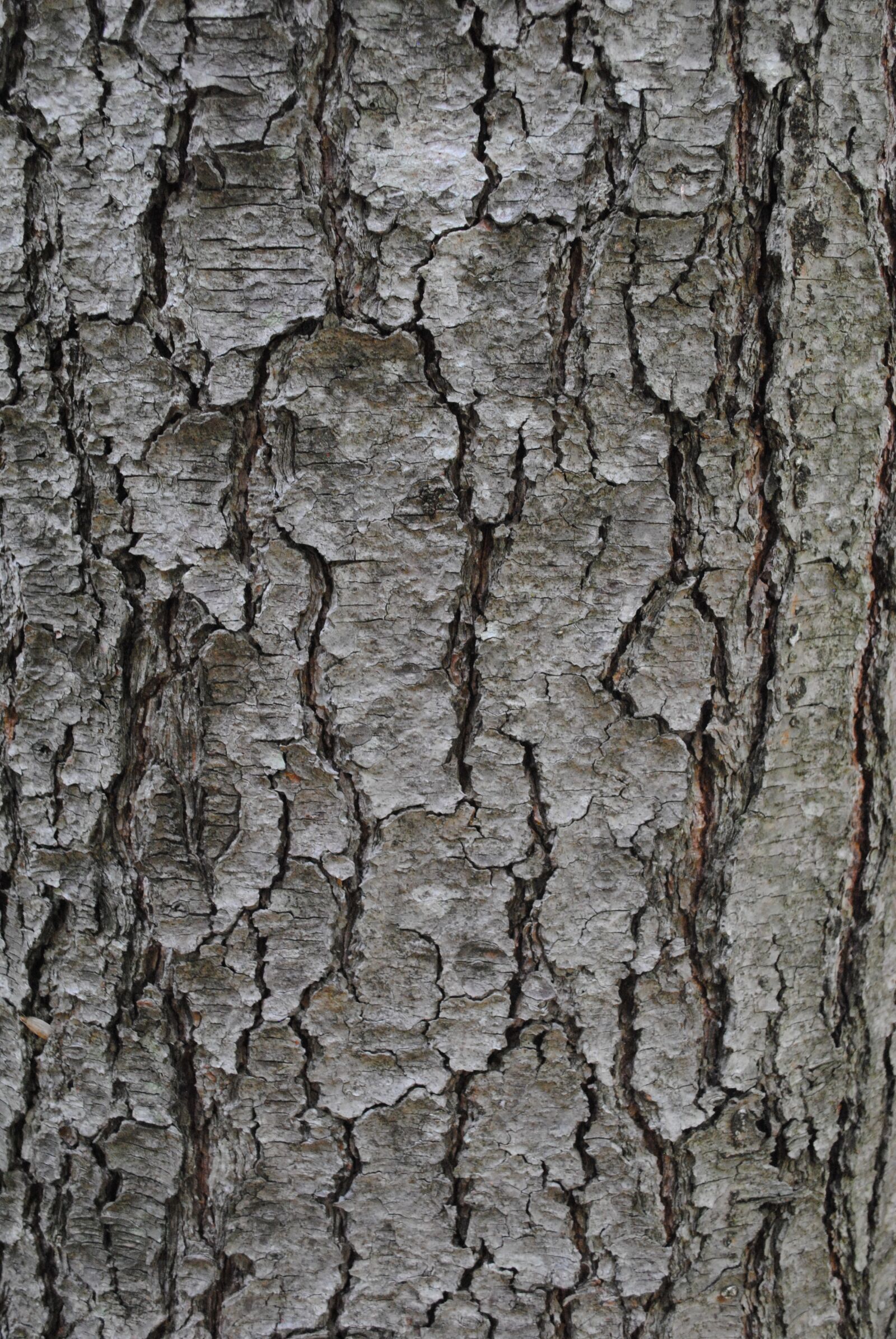 Nikon D3000 sample photo. Texture, tree bark, trunk photography