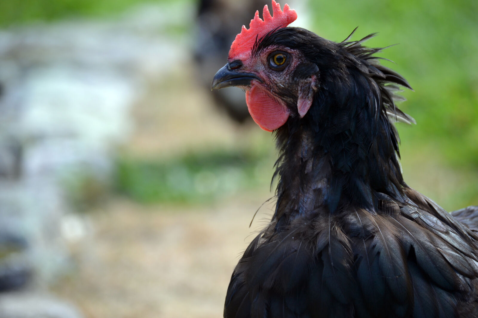 Nikon D3100 sample photo. Backyard, chicken, black, hen photography