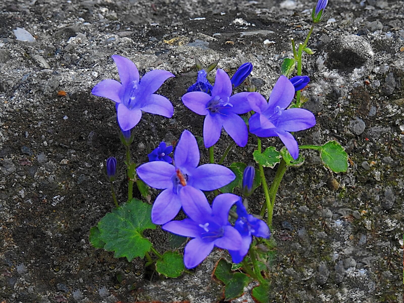 Nikon Coolpix P900 sample photo. Bellflower, dell, insubria photography
