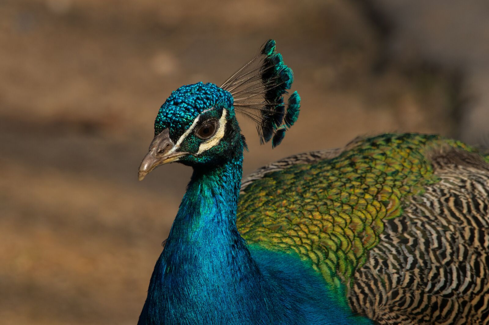 Canon EOS 80D sample photo. Peacock, bird, zoo photography