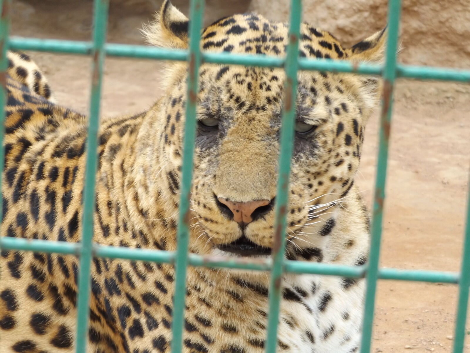 Fujifilm FinePix S8600 sample photo