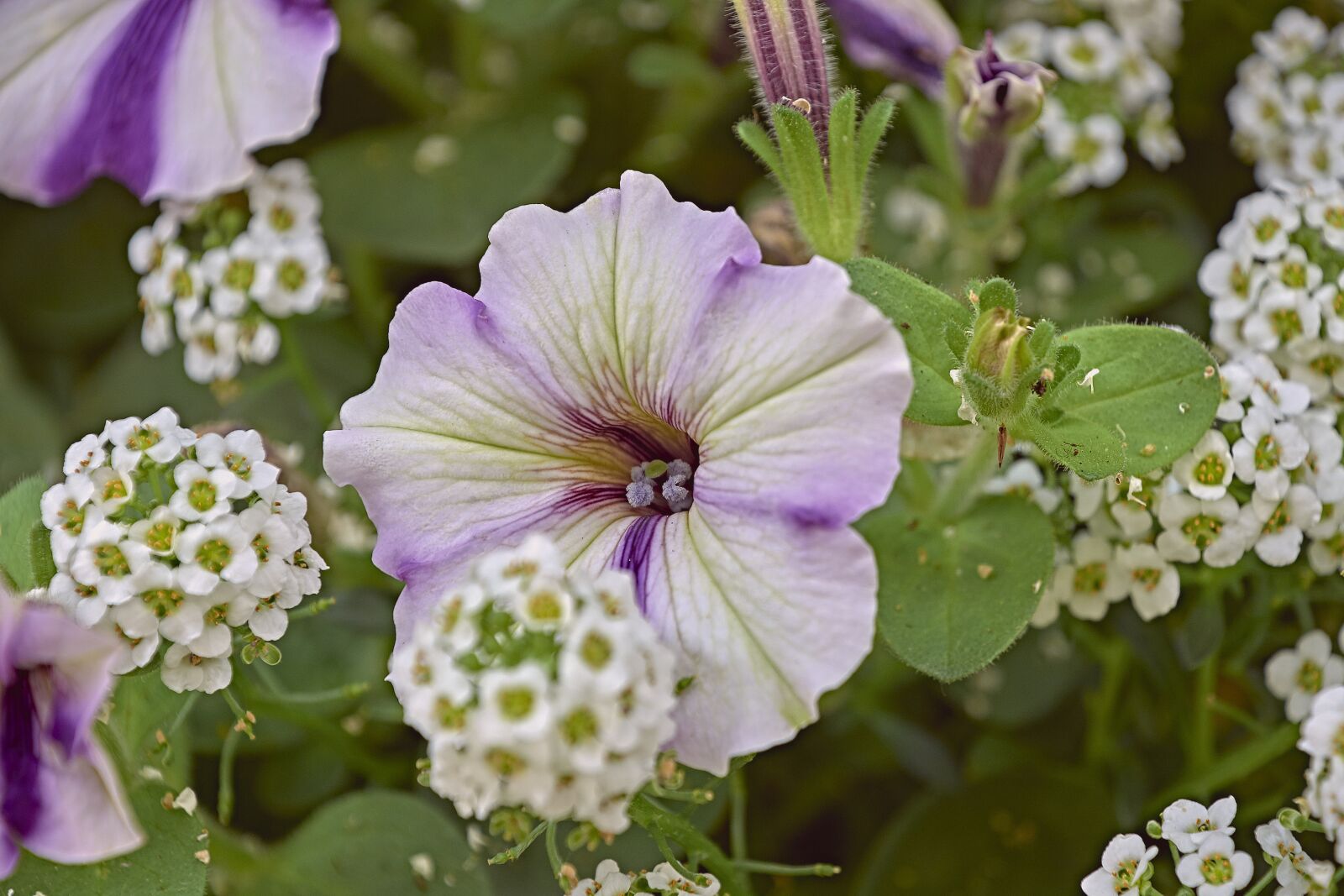 Nikon D7200 sample photo. Flower, bell, flowers photography