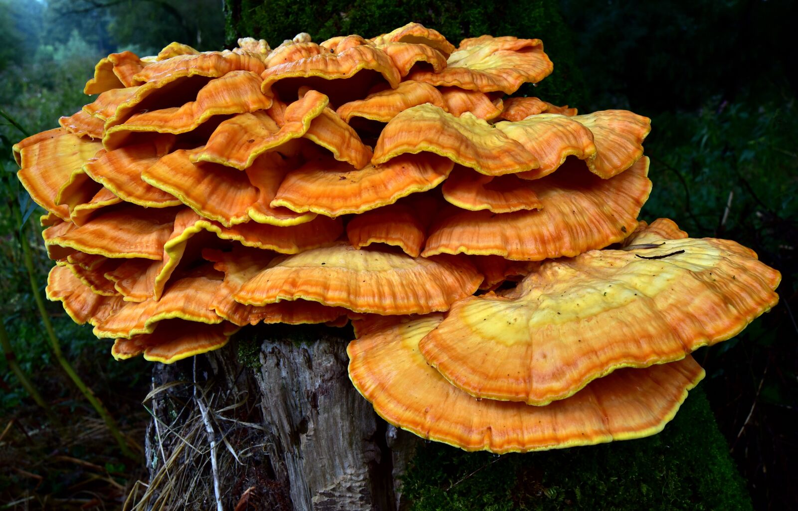 Nikon D750 sample photo. Sulphur ovinus, tree fungus photography
