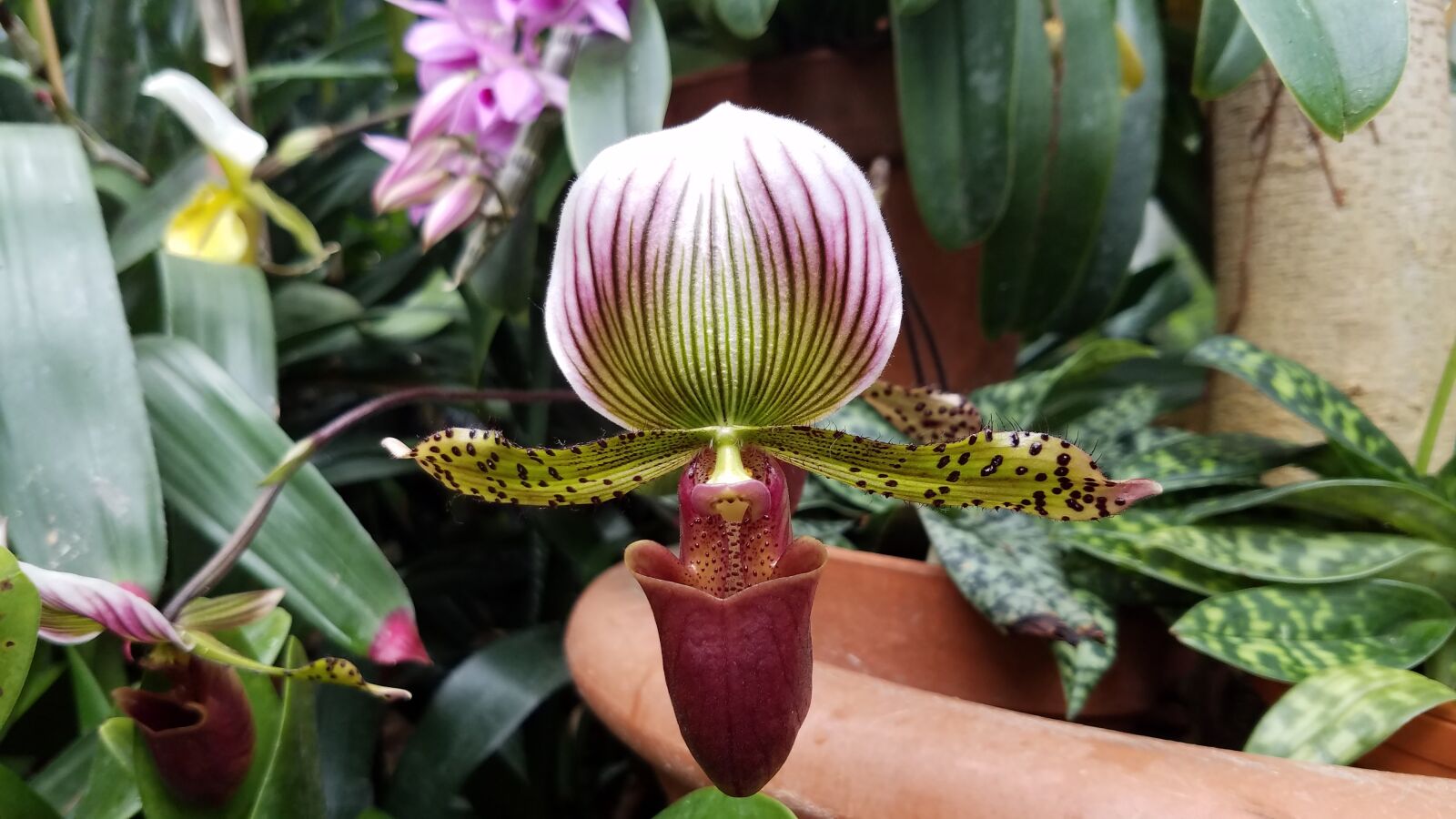 Samsung Galaxy S7 Active sample photo. Orchid, flower, lady shoe photography