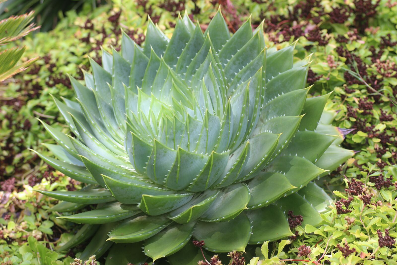 Canon EOS 600D (Rebel EOS T3i / EOS Kiss X5) sample photo. Aloe, pattern, succulent photography