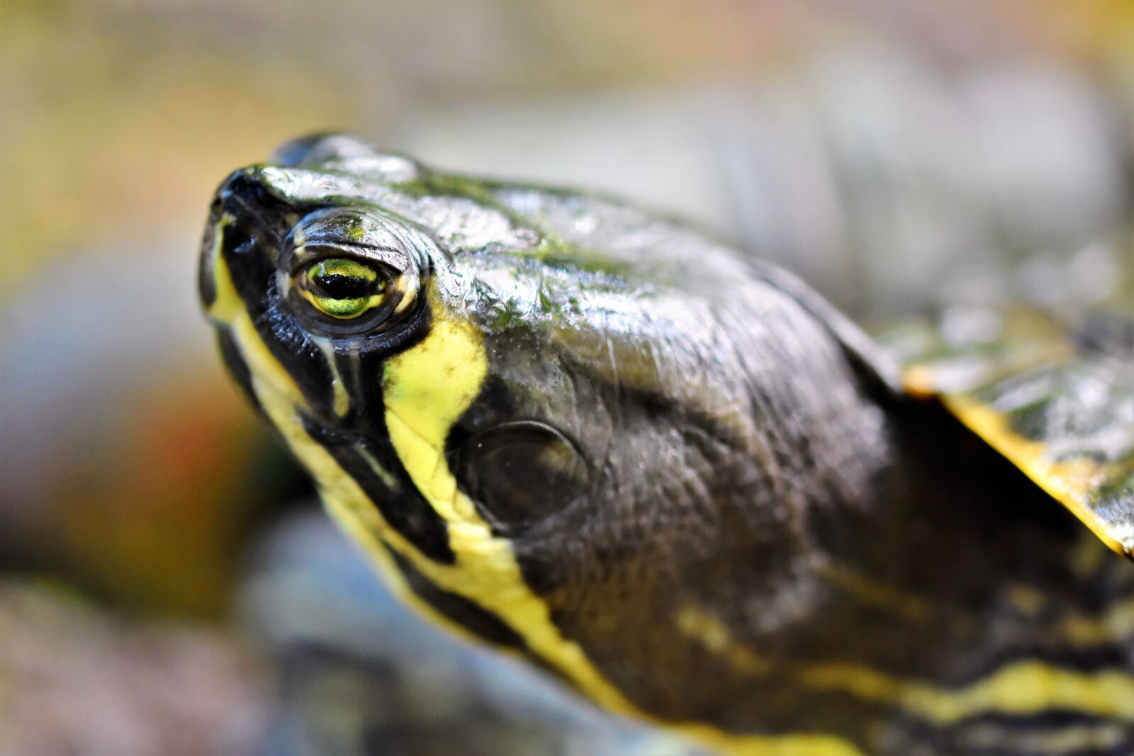 Nikon D7200 sample photo. Turtle, water turtle, reptile photography