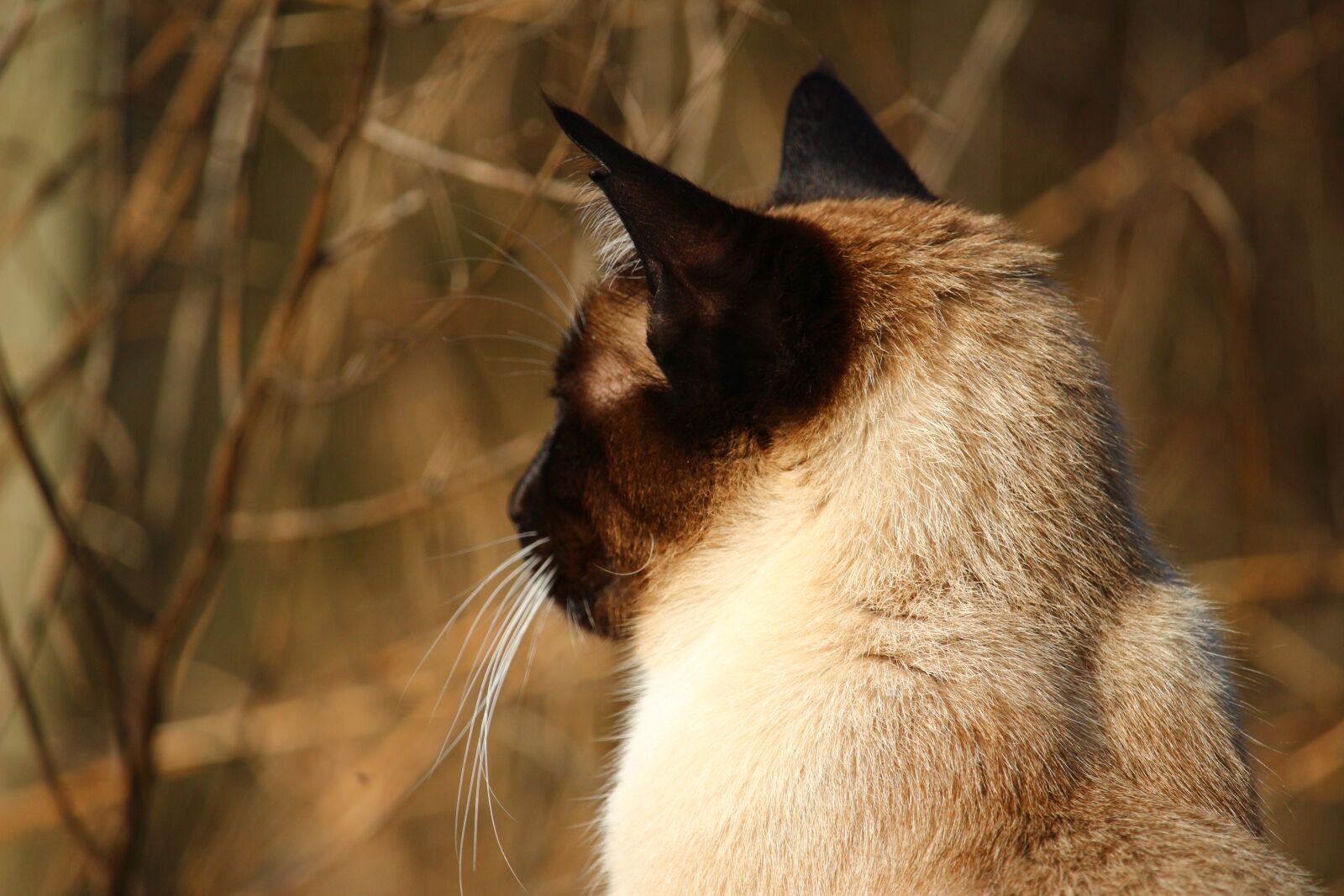 Canon EOS 100D (EOS Rebel SL1 / EOS Kiss X7) sample photo. Cat, siamese cat, siamese photography