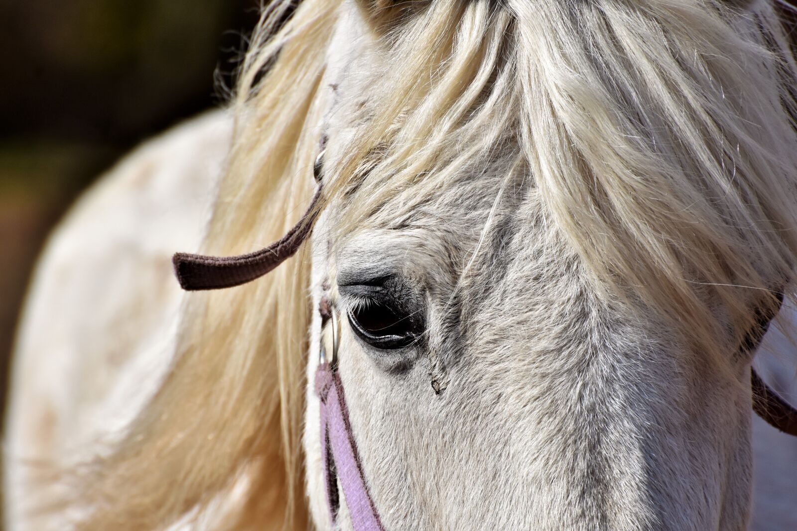 Nikon D7200 sample photo. Horse, horse head, mold photography
