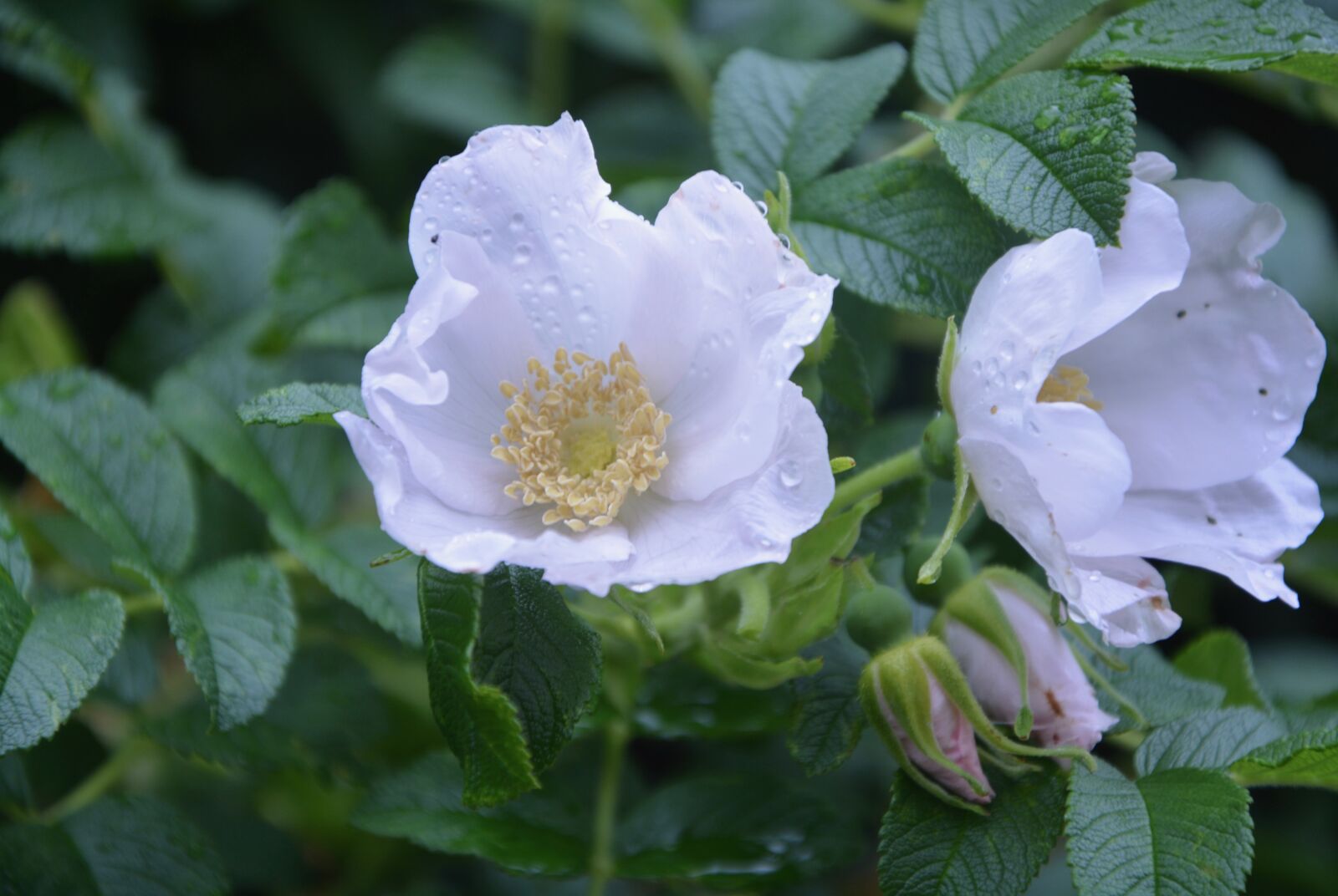 Nikon D5200 sample photo. White flowers, nature, garden photography