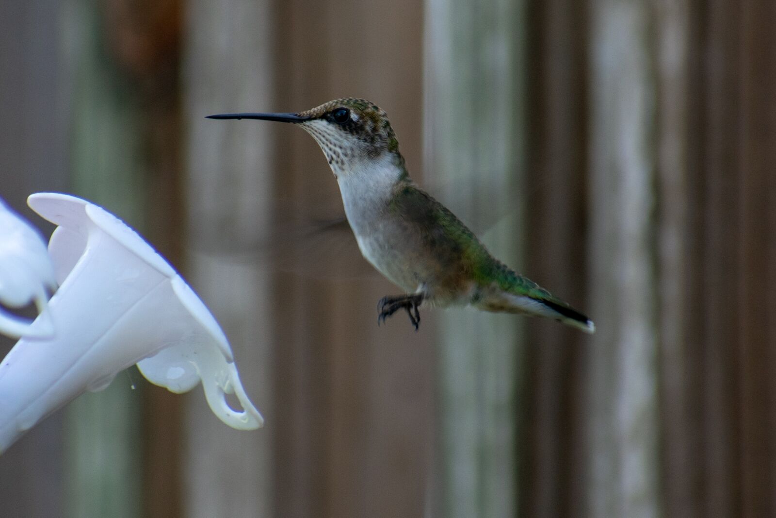 Nikon D3400 sample photo. Bird, nature, hummingbird photography
