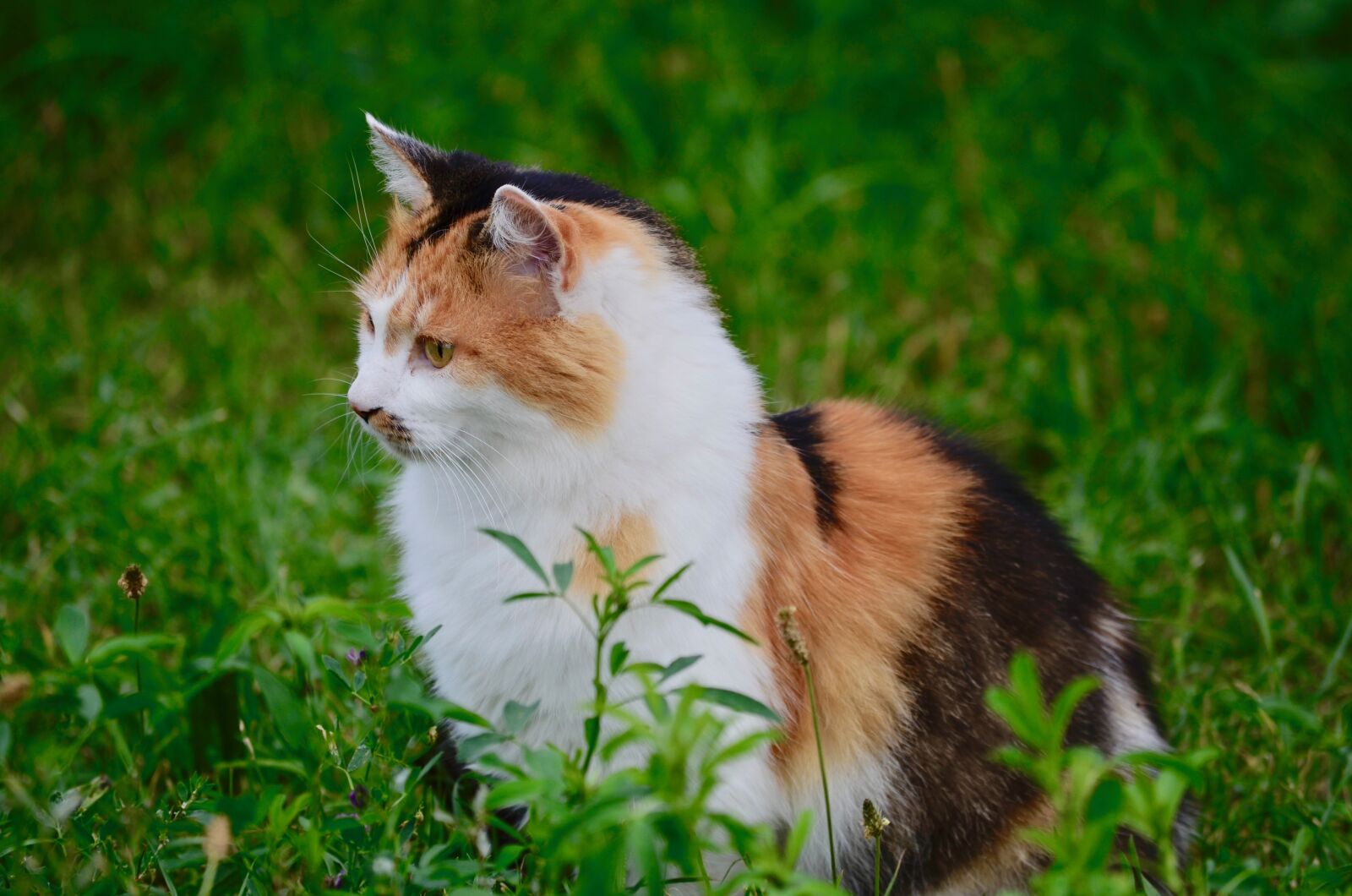 Nikon D5100 sample photo. Cat, lucky cat, domestic photography