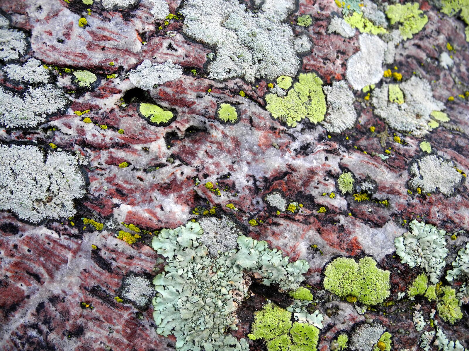 Nikon Coolpix P7000 sample photo. Moss, lichen, texture photography