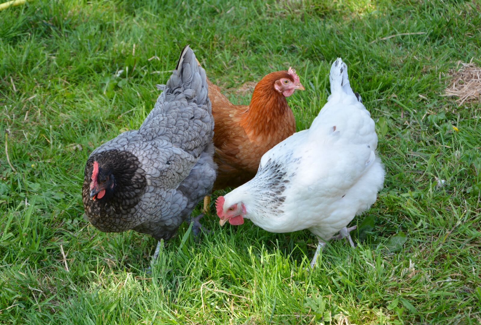 Nikon D5200 sample photo. Hens, laying hens, lower photography