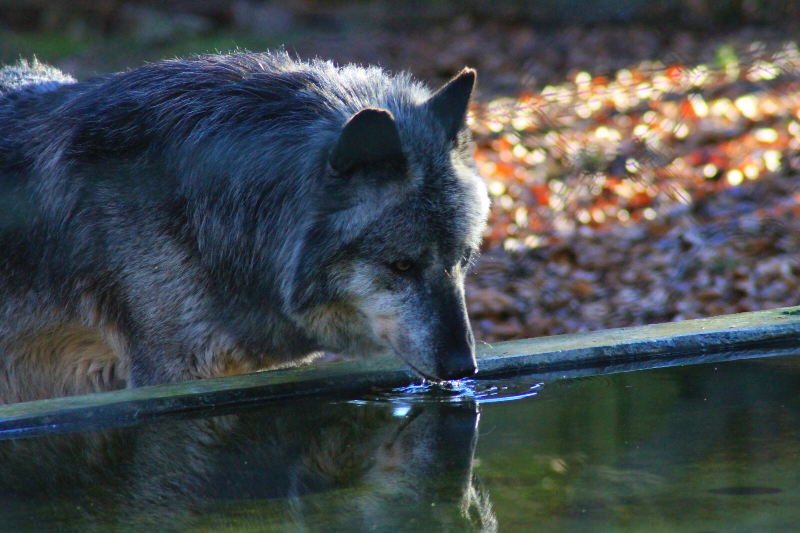 Canon EOS 1100D (EOS Rebel T3 / EOS Kiss X50) sample photo. Wolf, drink, nature photography