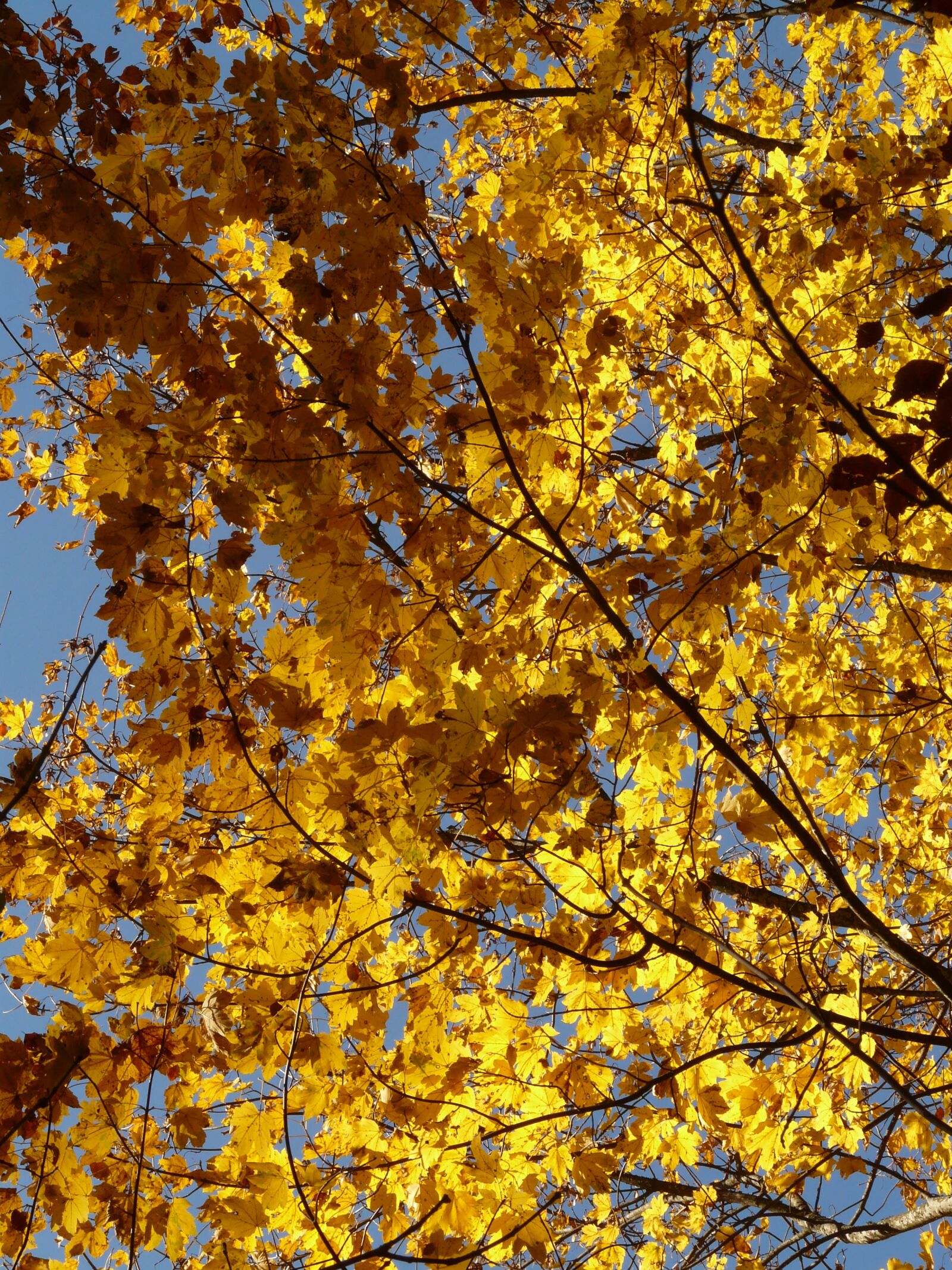 Panasonic DMC-FZ18 sample photo. Mountain maple, acer pseudoplatanus photography