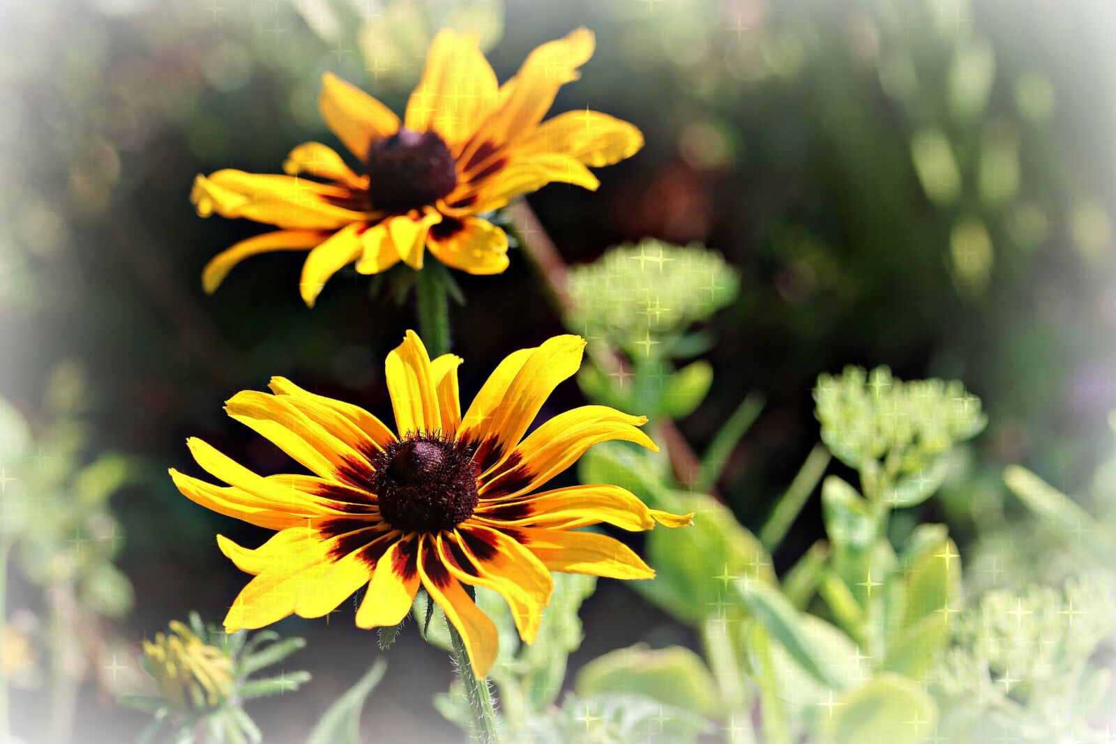 Canon EOS 750D (EOS Rebel T6i / EOS Kiss X8i) + Canon EF 70-300mm F4-5.6 IS USM sample photo. Black-eyed susan, flower, perennial photography