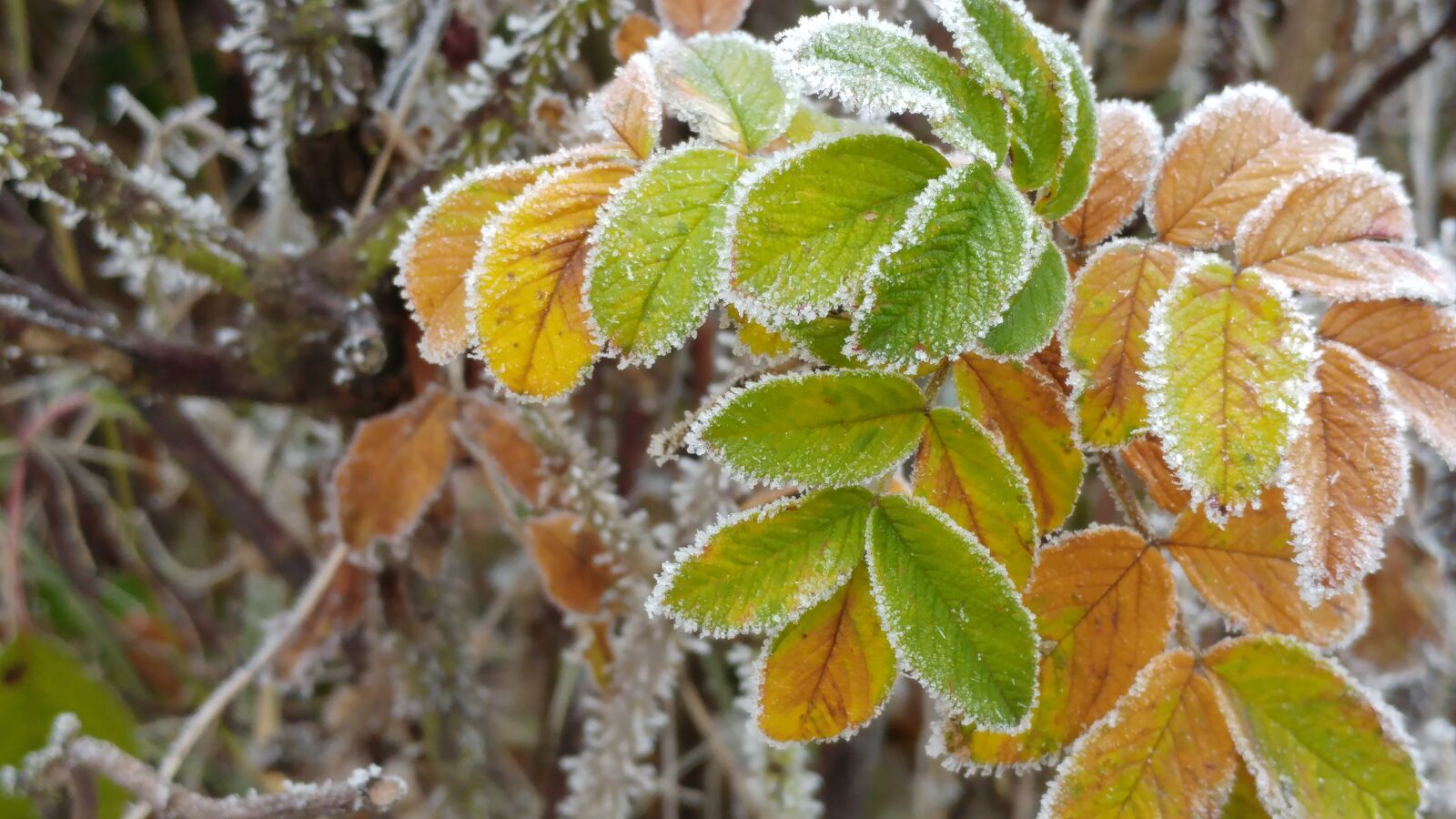 LG G5 sample photo. Nature, winter, snow photography