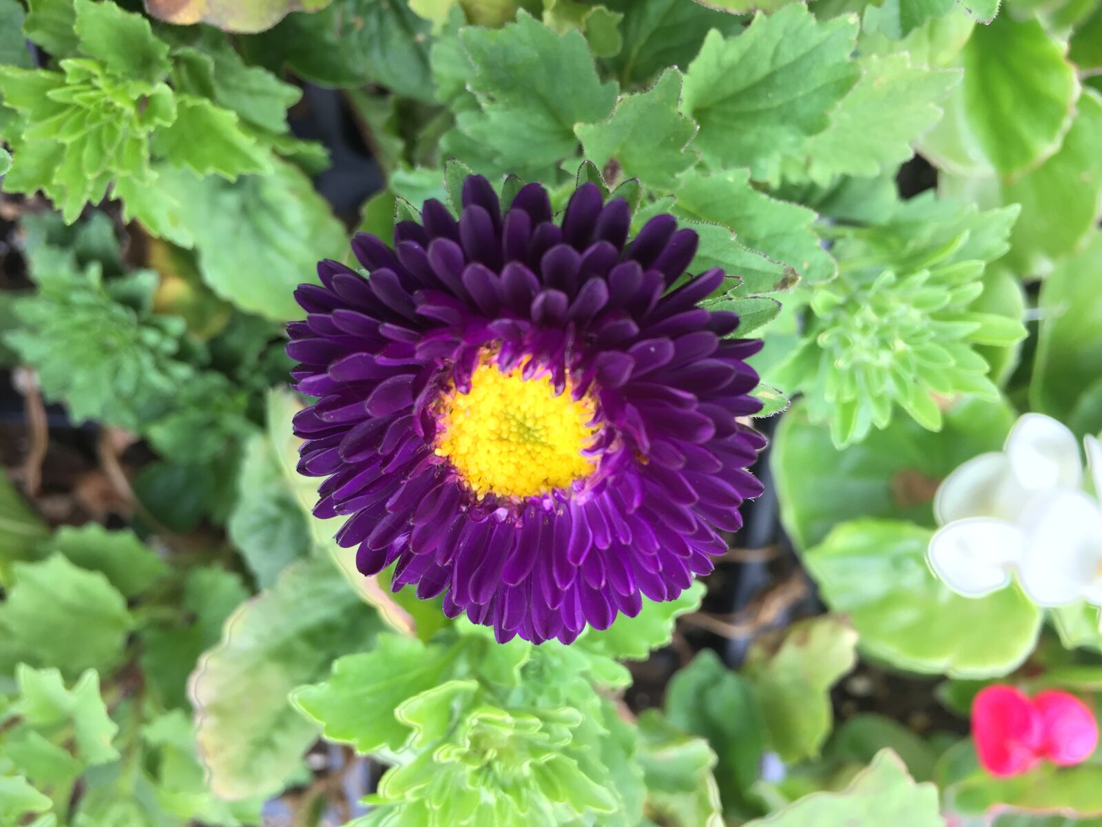 iPhone 6 back camera 4.15mm f/2.2 sample photo