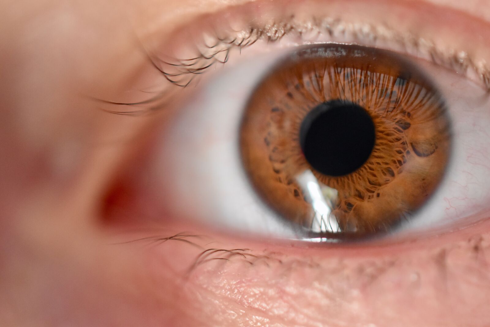 Nikon D5600 sample photo. Eye, iris, eyelashes photography