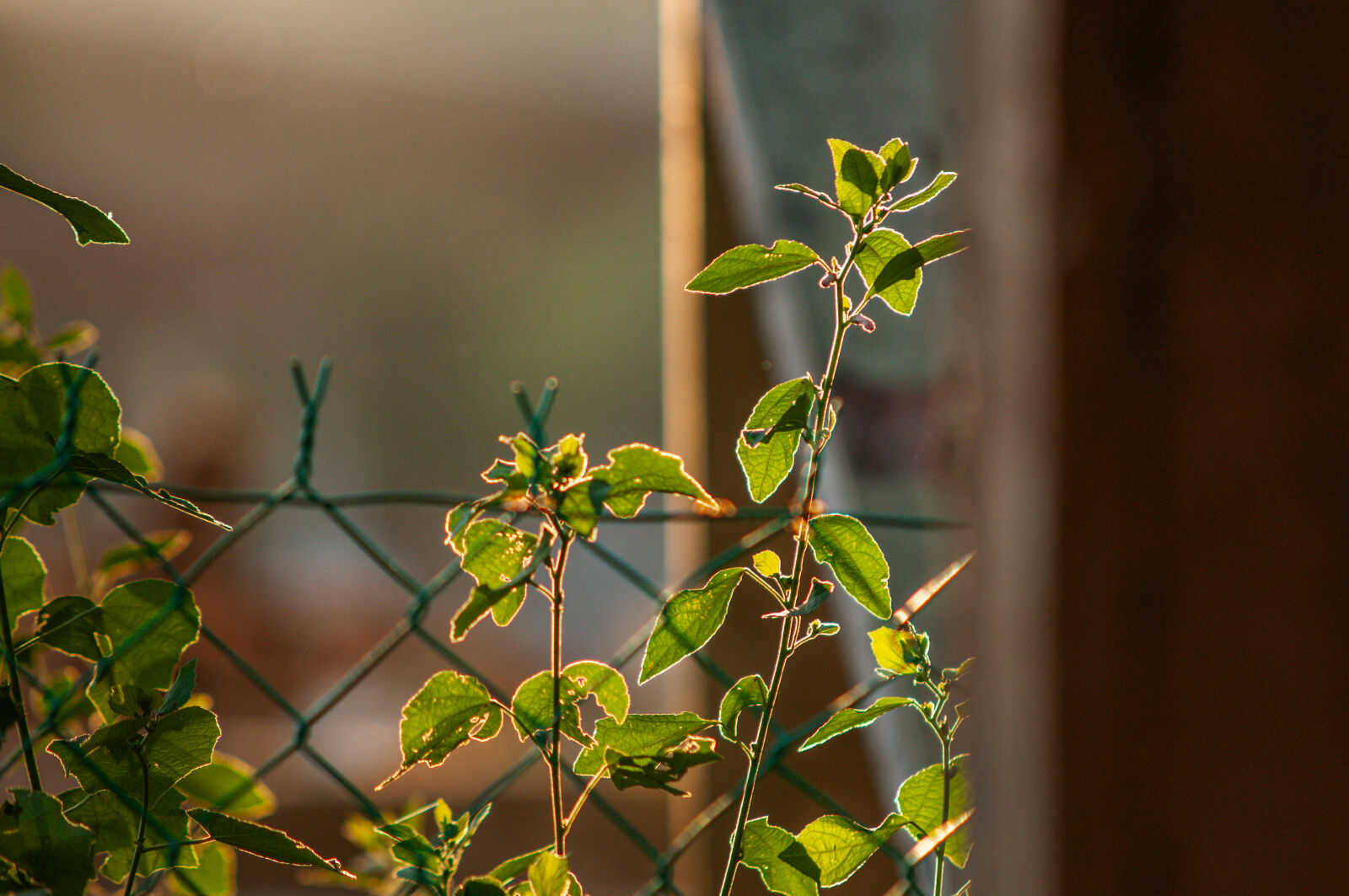 Nikon D300S sample photo