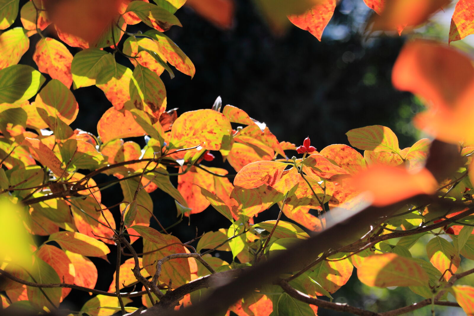 Canon EF 70-200mm F4L IS USM sample photo. Theme, autumn photography