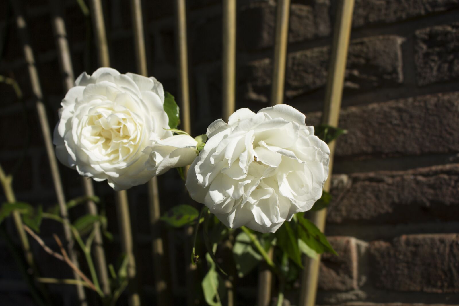 Canon EOS 60D sample photo. Rose, nature, way of photography