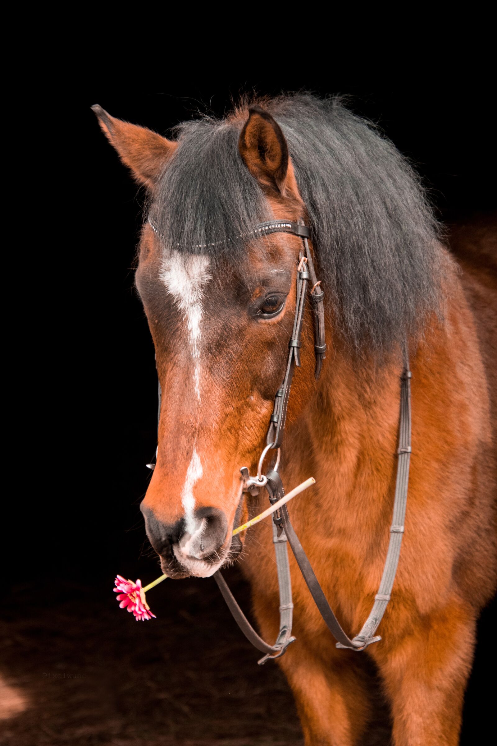Nikon D3300 sample photo. Mammal, cavalry, animal photography