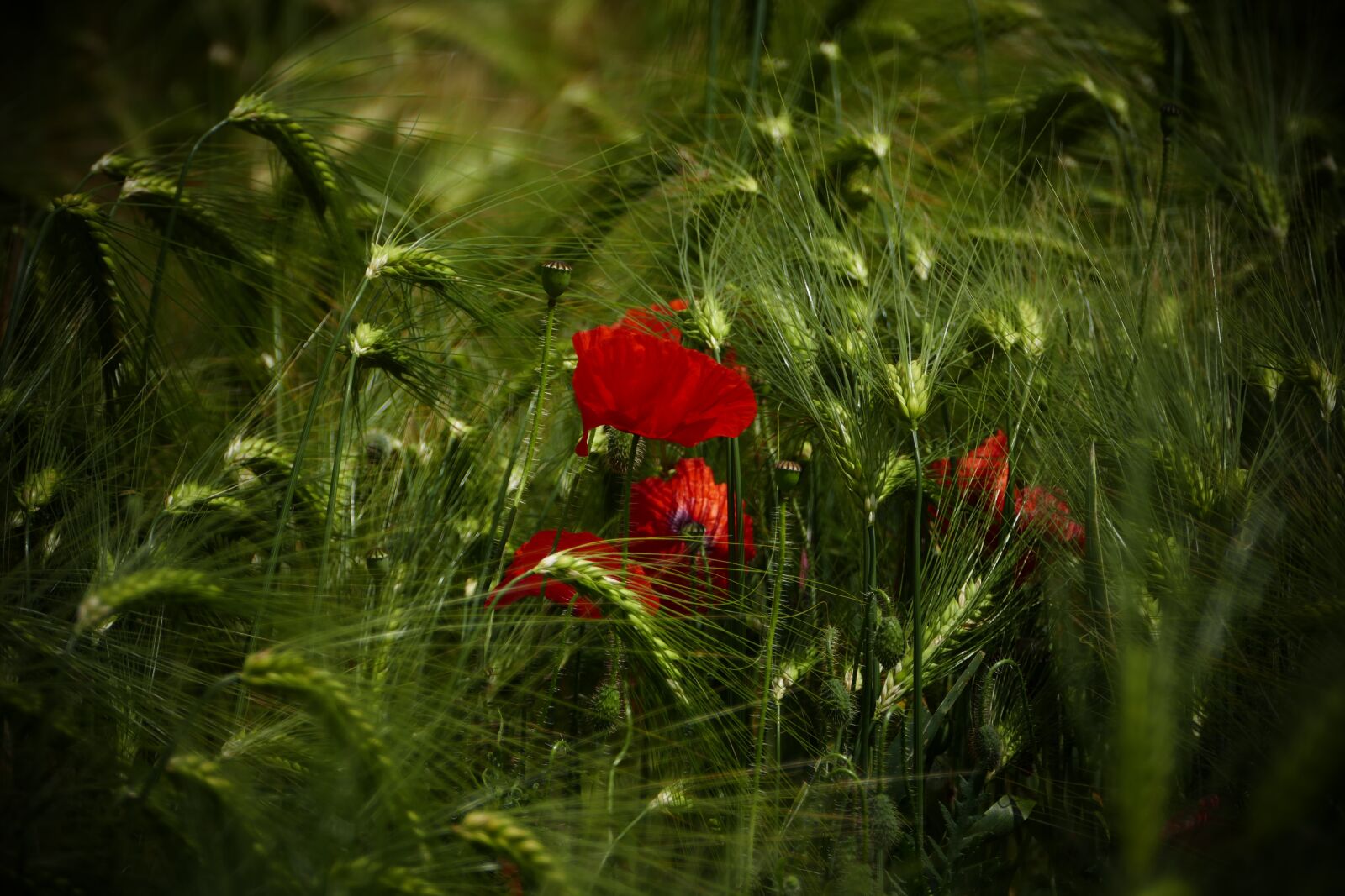 Panasonic Lumix DMC-FZ1000 sample photo. Poppy, grain, meadow photography