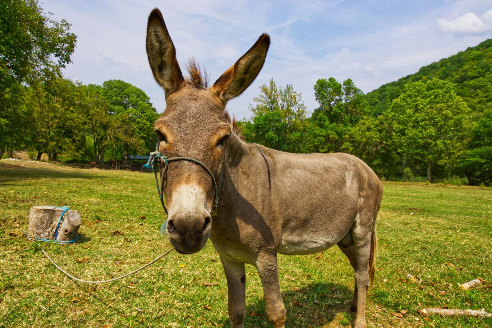 Sony a6000 + Sigma 16mm F1.4 DC DN | C sample photo. Donkey, monastery of krka photography