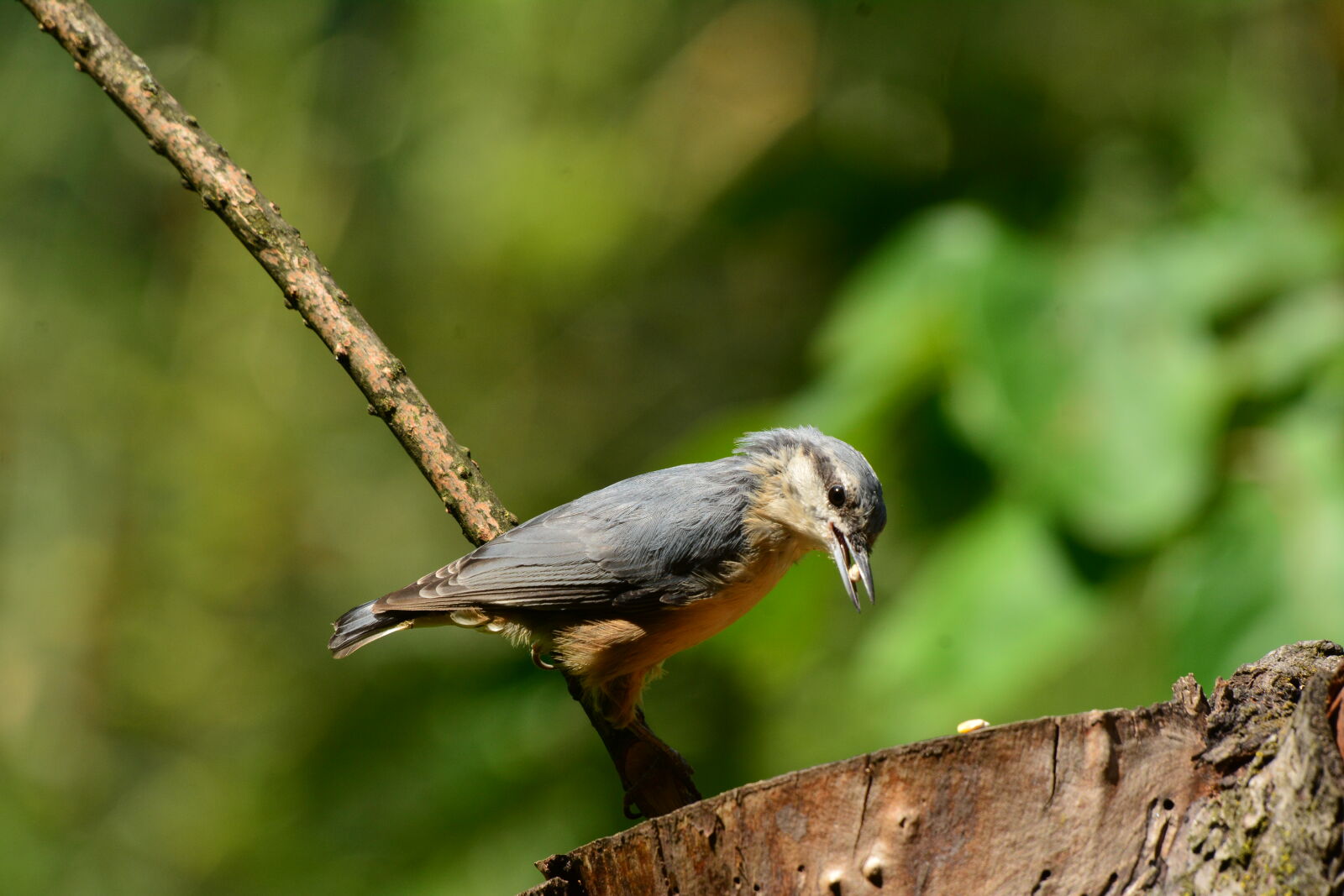 Nikon D7100 sample photo