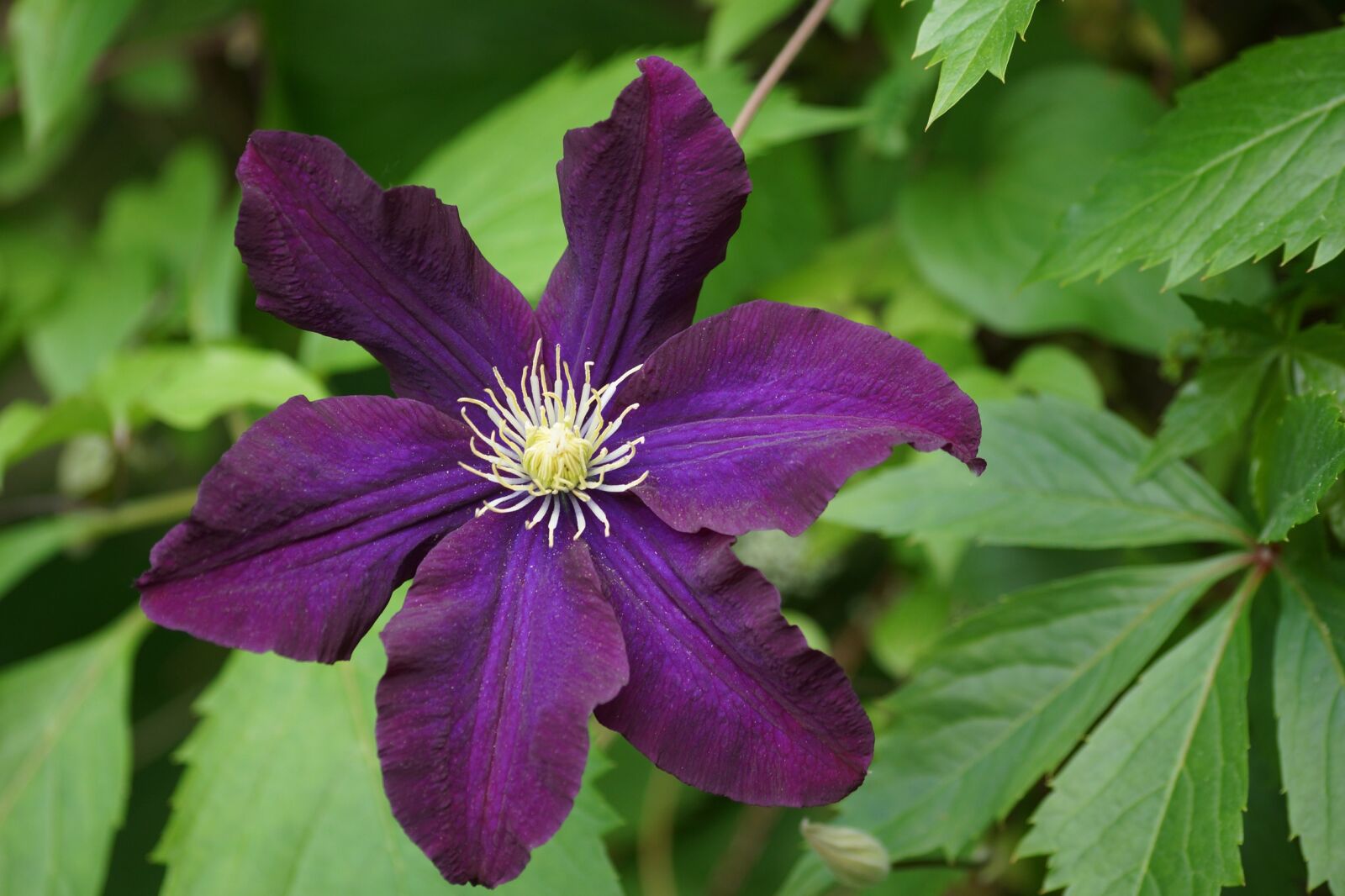 Sony SLT-A65 (SLT-A65V) sample photo. Clematis, plant a garden photography
