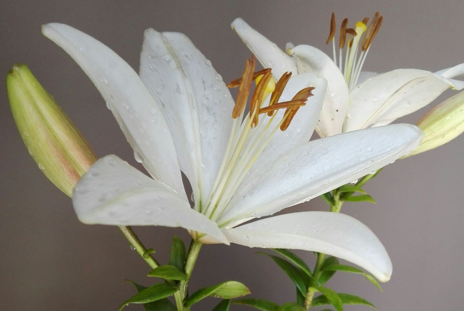 HUAWEI P8 Lite sample photo. Flower, nature, petal photography