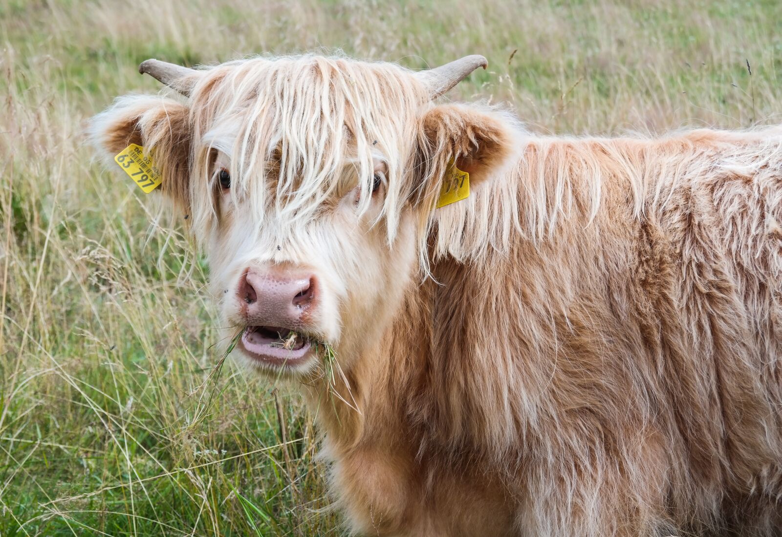 Samsung NX300 sample photo. Highland beef, highland cattle photography