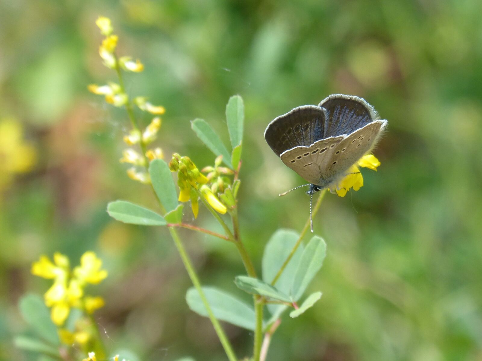 Panasonic DMC-FZ62 sample photo. Blue butterfly, pseudophilotes panoptes photography