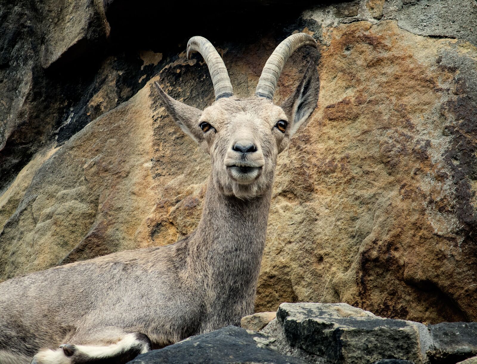 Canon EF-S 55-250mm F4-5.6 IS STM sample photo. Capricorn, ungulate, animal photography