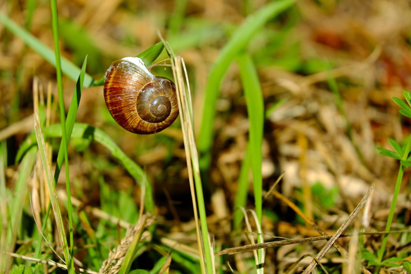 Fujifilm X-T10 sample photo. Shell, snail, creature photography