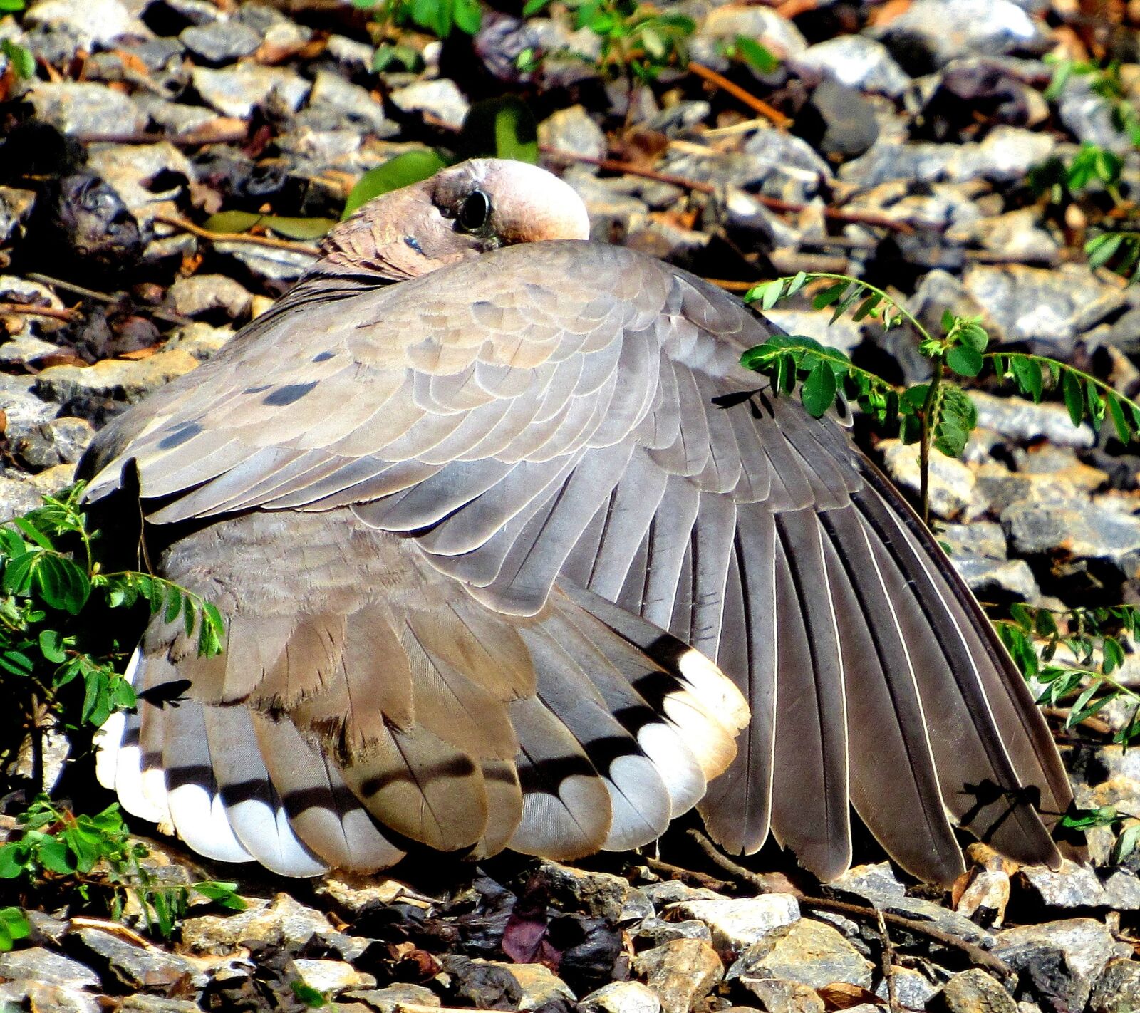 Canon PowerShot SX520 HS sample photo. Dove pu-pu, bird, plumage photography