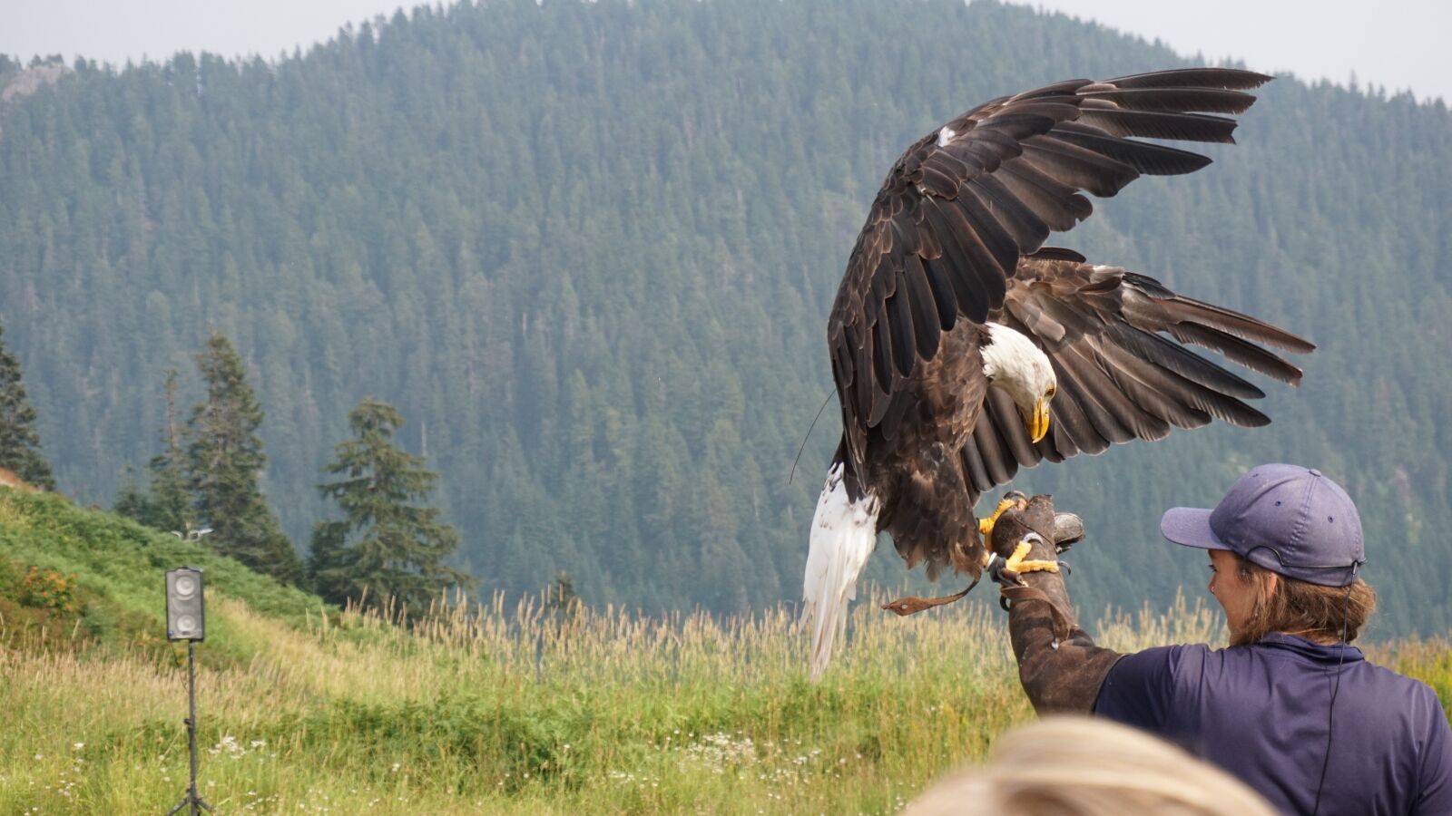 Sony a6000 sample photo. Bald eagle, bird, nature photography