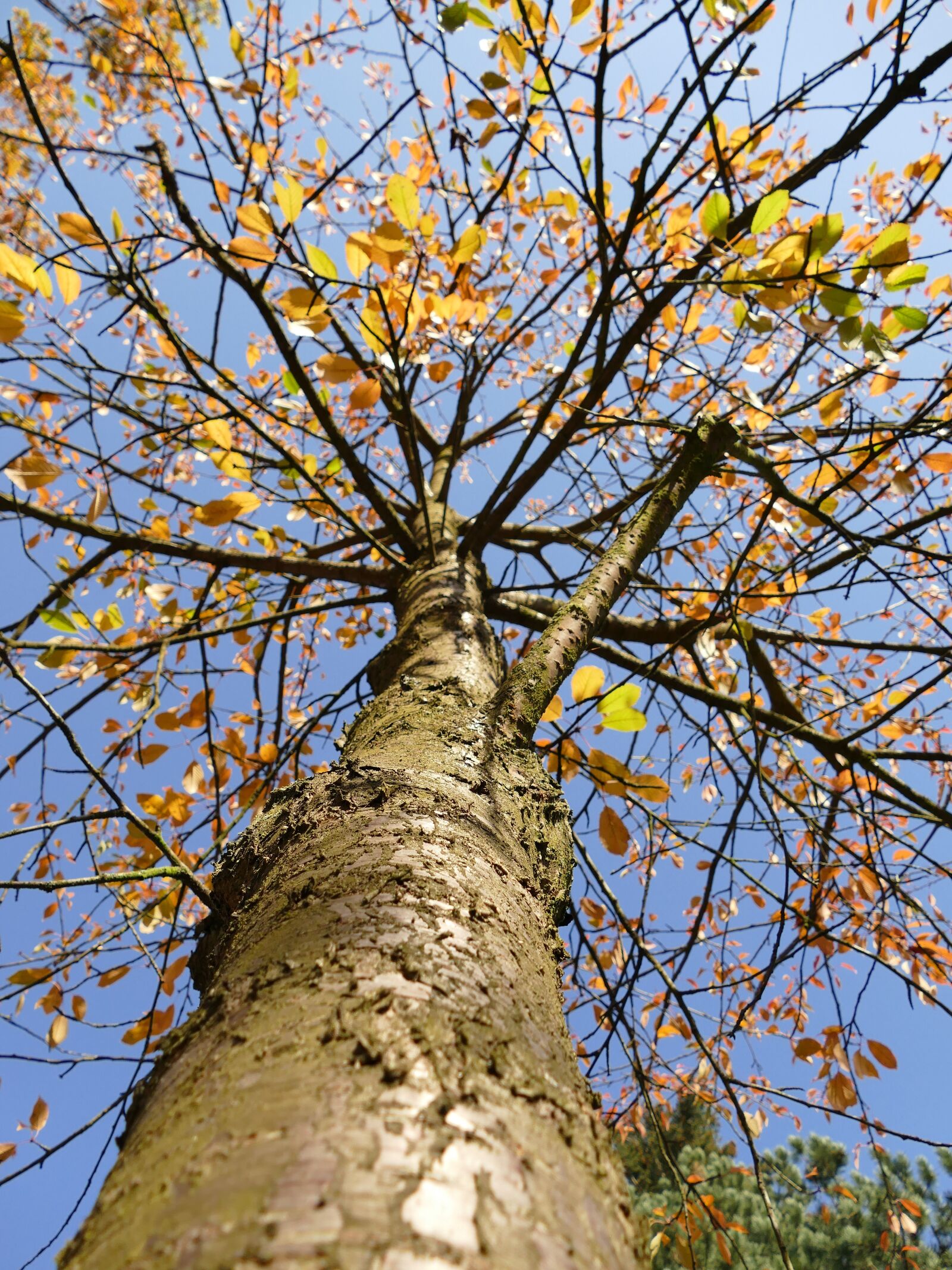 Panasonic Lumix DMC-FZ1000 sample photo. Nature, autumn, tree photography
