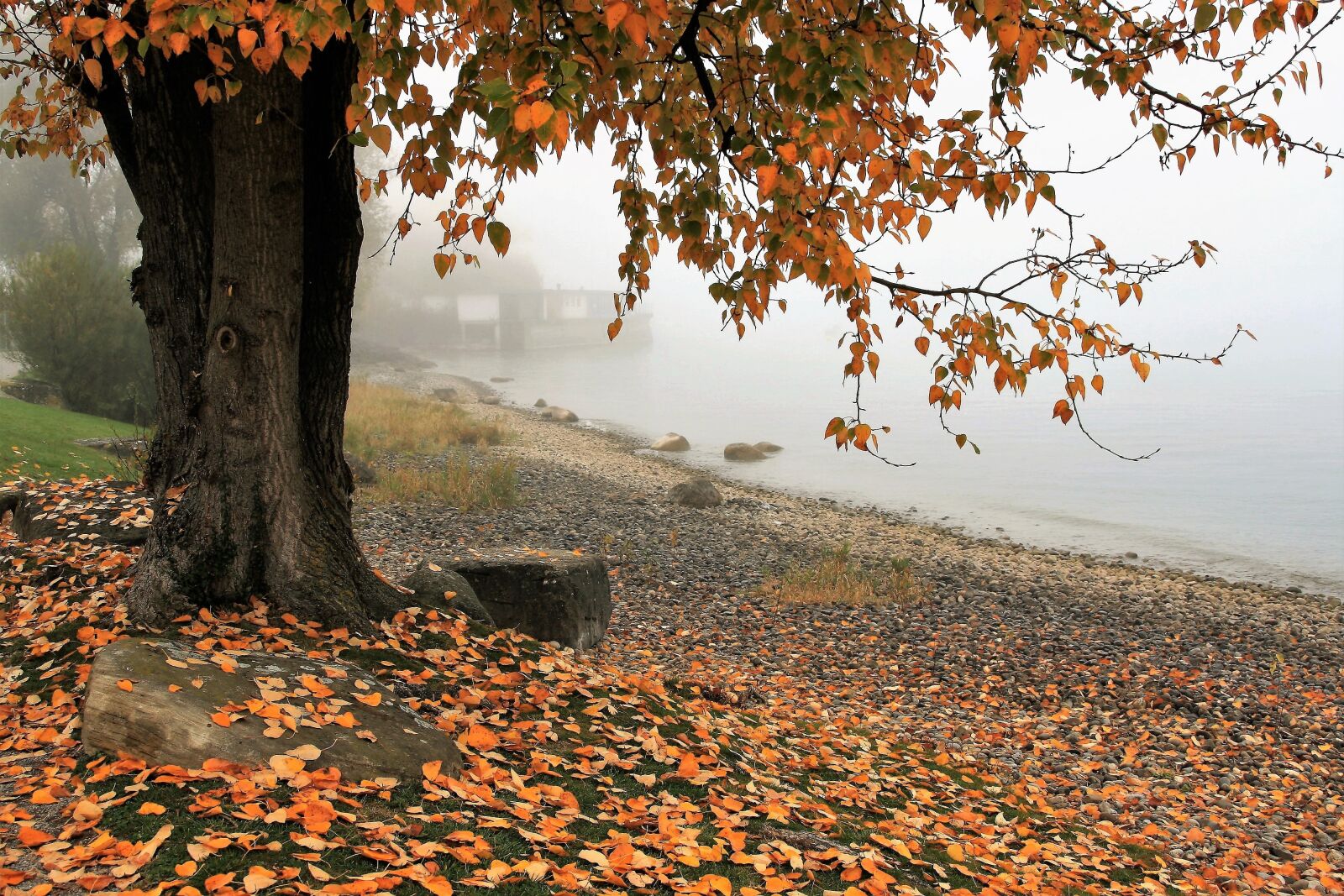 Canon EOS 400D (EOS Digital Rebel XTi / EOS Kiss Digital X) sample photo. Autumn, lake, tree photography