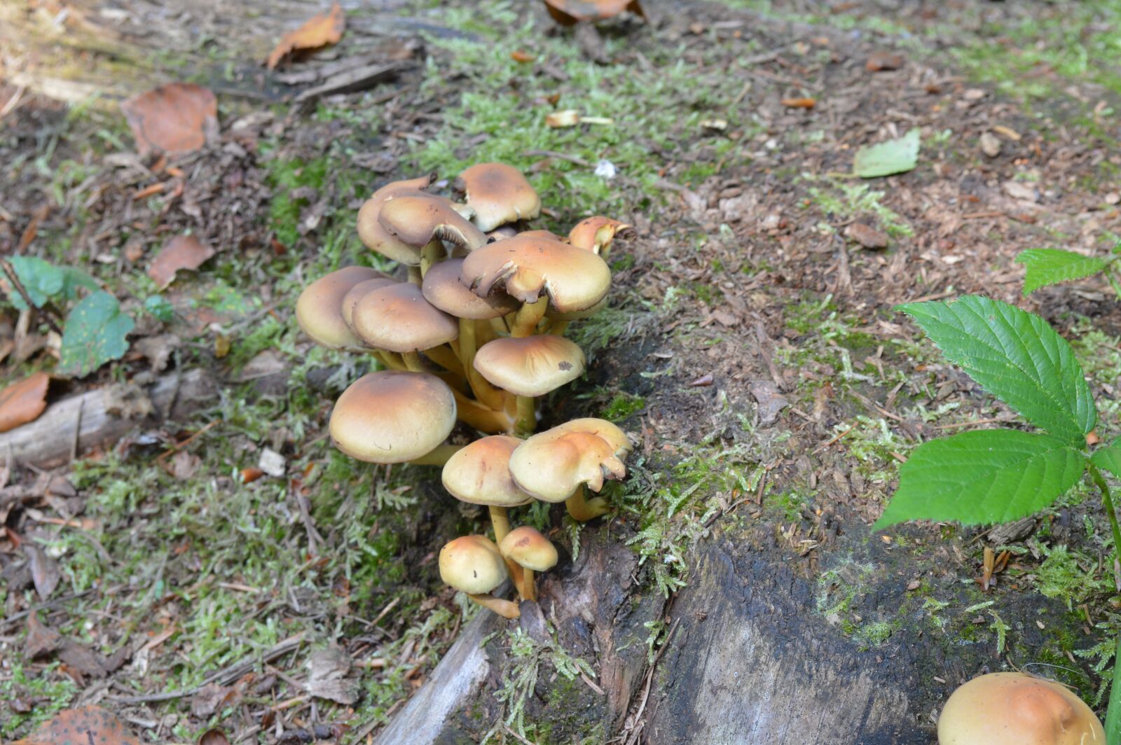 Nikon D3200 sample photo. Mushroom, nature, wood photography