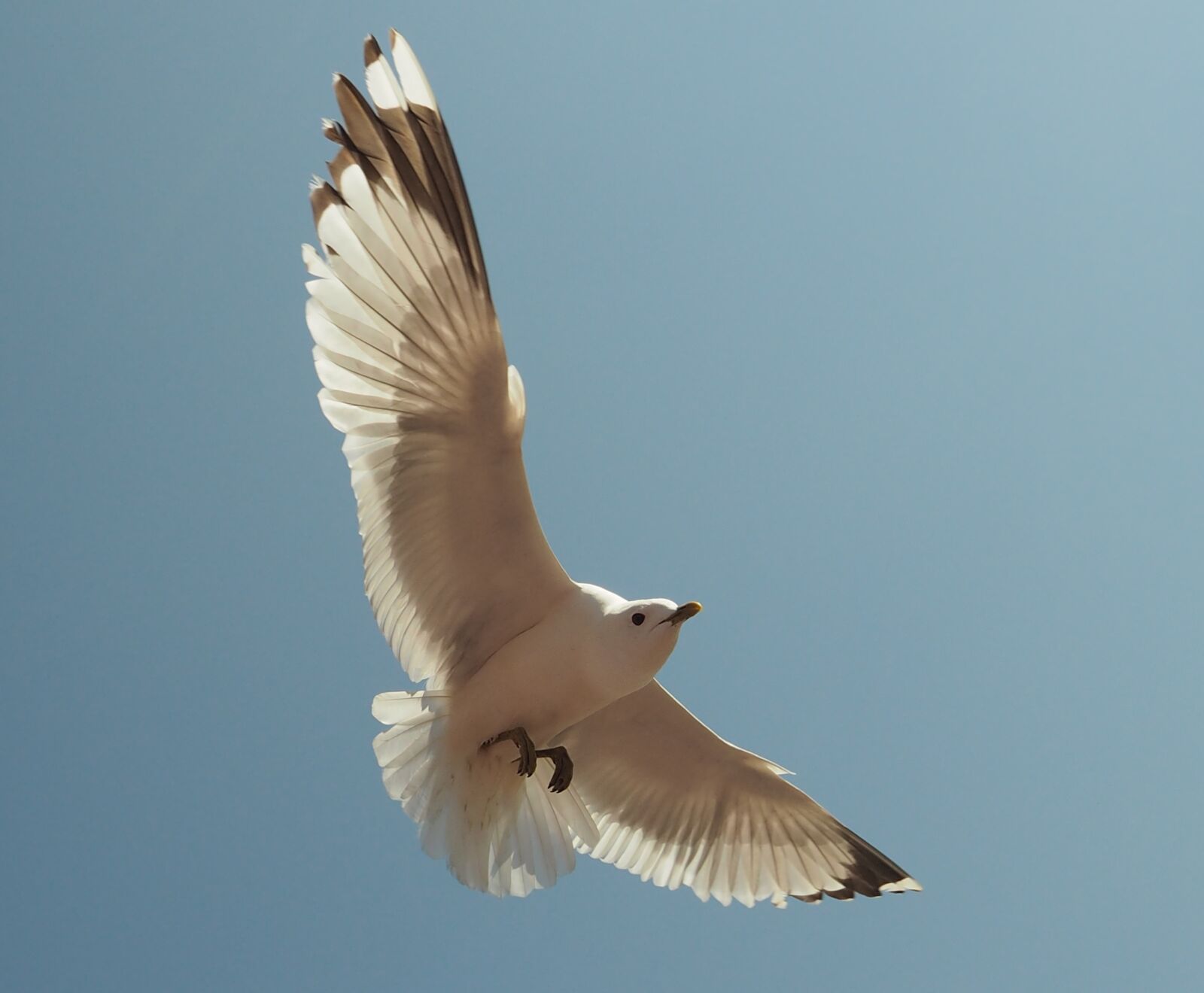 Olympus OM-D E-M10 sample photo. Baltic sea, seagull, flying photography