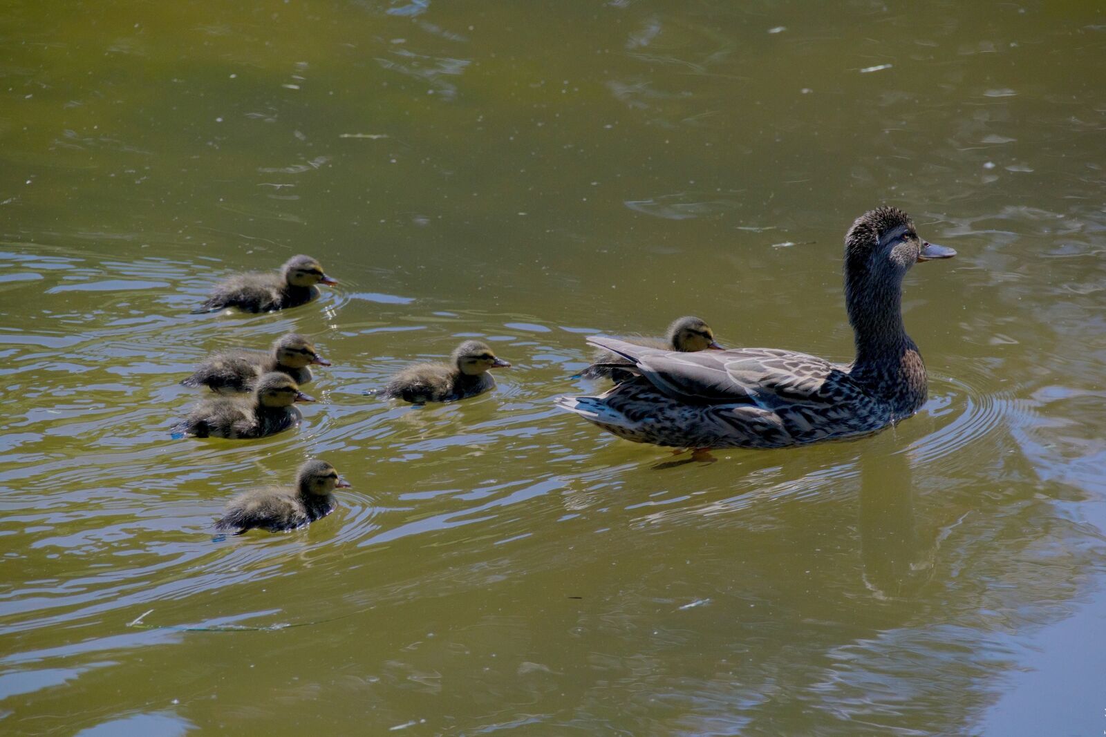 Nikon D3300 sample photo. Duck, kaczęta, bird photography