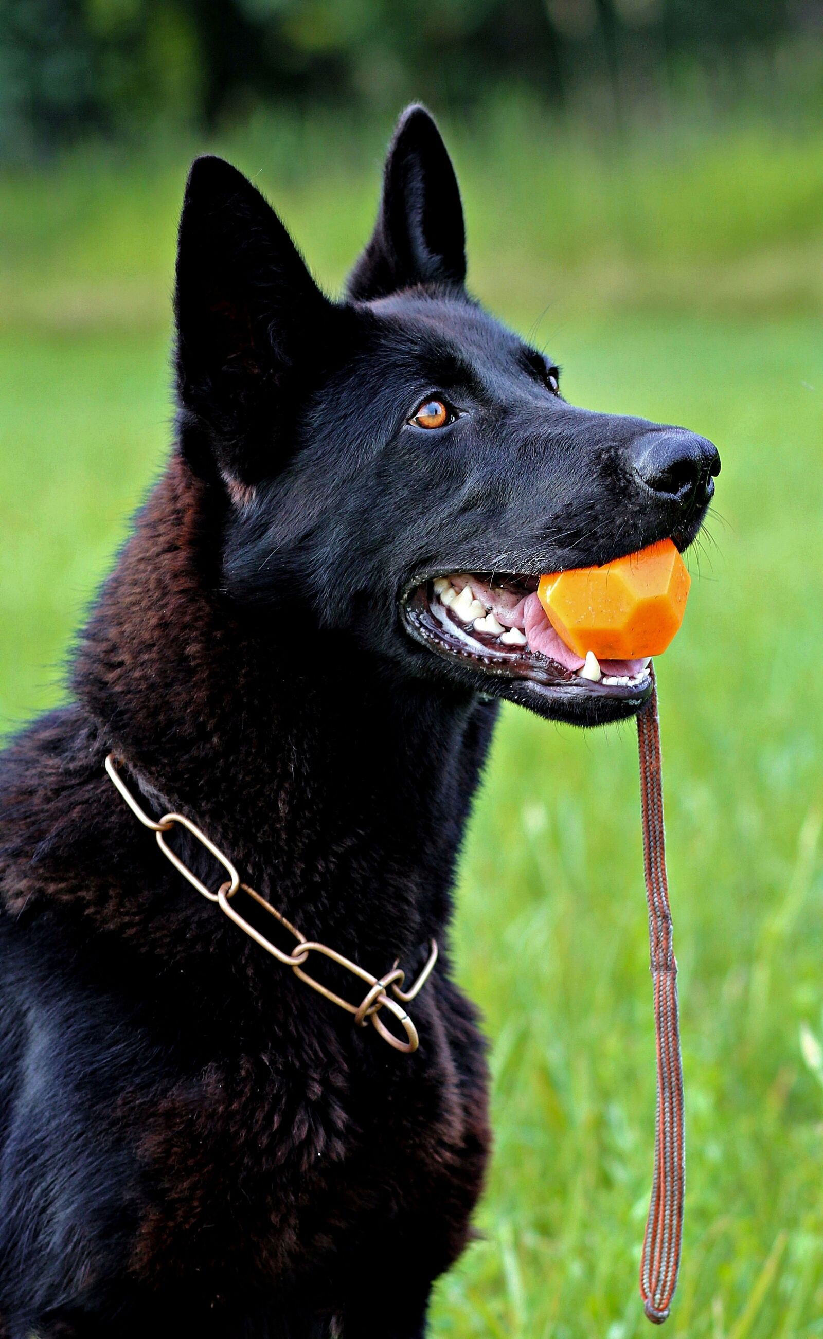 Canon EOS 600D (Rebel EOS T3i / EOS Kiss X5) sample photo. Black german shepherd, dog photography