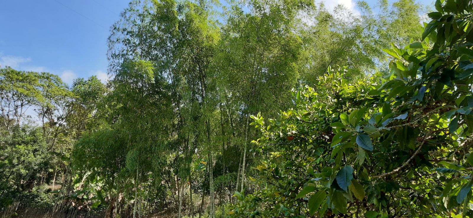 Samsung Galaxy A30 sample photo. Landscape, guaduas, summer photography