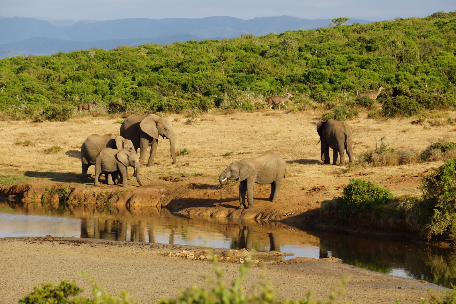 Elephant river. Four Seasons Танзания сафари водопой. Животные Африки. Водопой в Африке. Пейзажи Африки с животными.