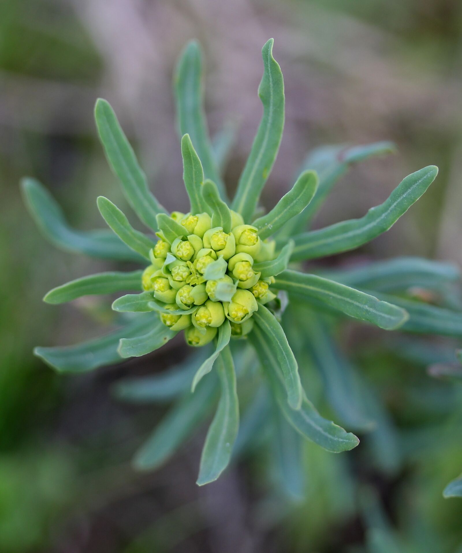 Canon EF-S 60mm F2.8 Macro USM sample photo. Plant, milk primrose, green photography
