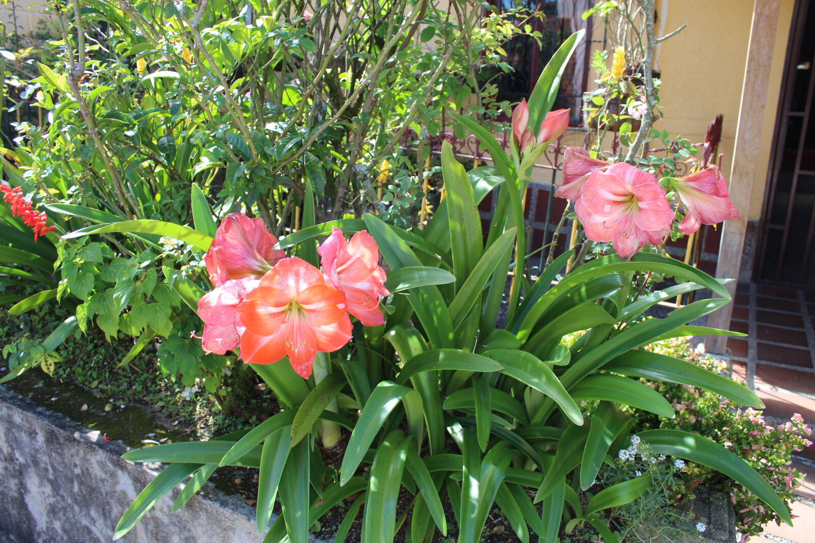 Canon EOS 1300D (EOS Rebel T6 / EOS Kiss X80) sample photo. Flower, salmon, color photography