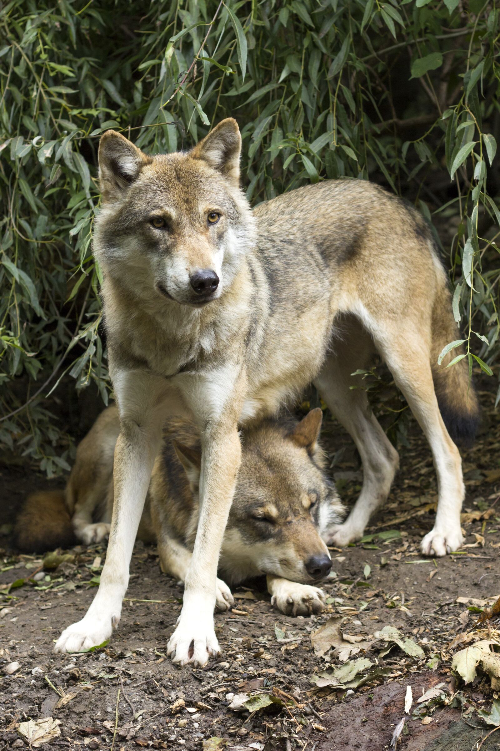 Canon EOS 60D + Canon EF 50mm F1.8 II sample photo. Wolf, canis lupus, european photography