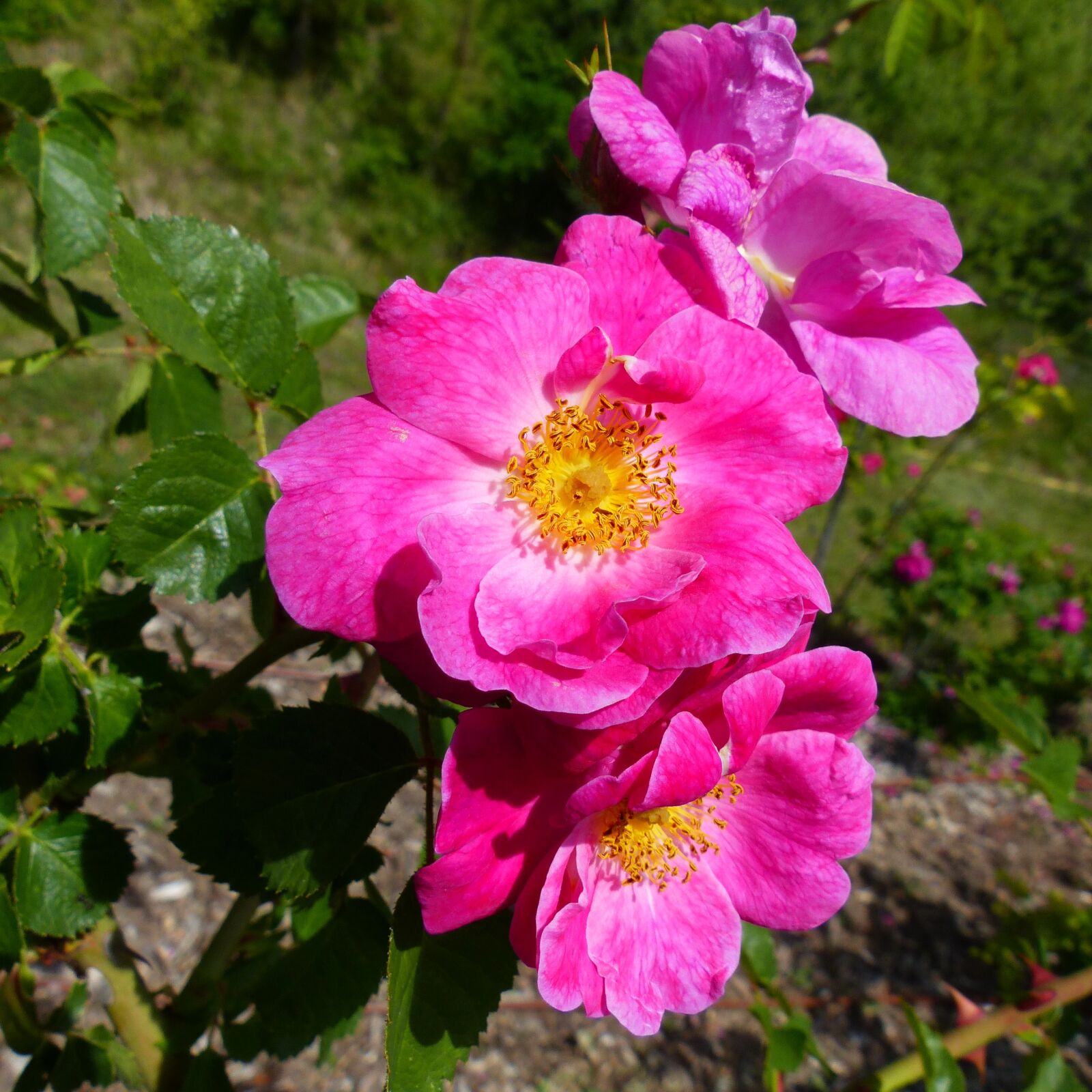 Panasonic Lumix DMC-FZ200 sample photo. Flowers, garden, spring photography